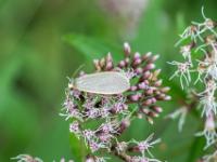 Bleigraues Flechtenbärchen